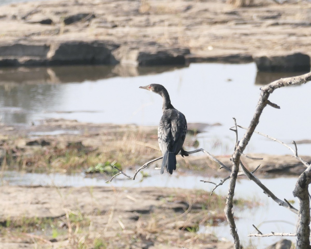 Long-tailed Cormorant - Peter Ward