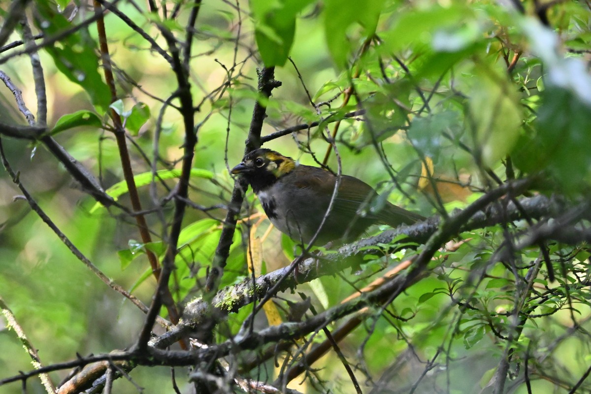 White-eared Ground-Sparrow - ML622929688