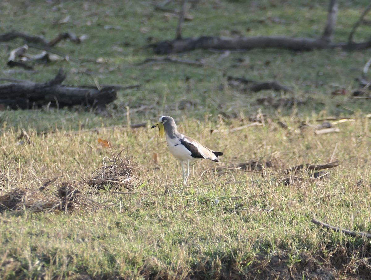 White-crowned Lapwing - ML622929746