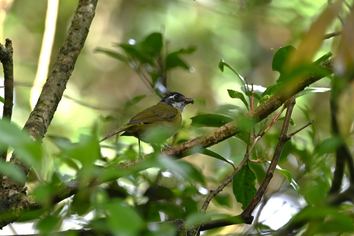 Common Chlorospingus - ML622929782