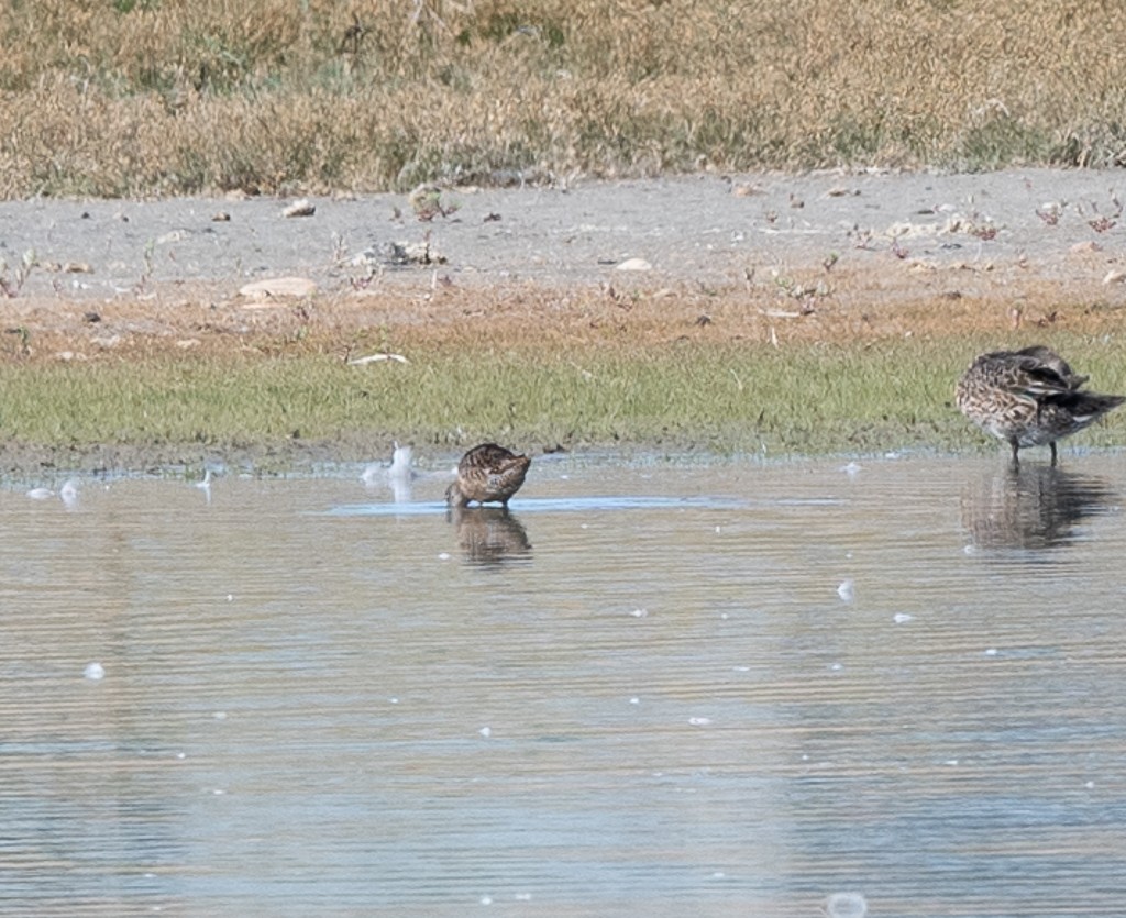 Long-billed Dowitcher - Kevin Rutherford