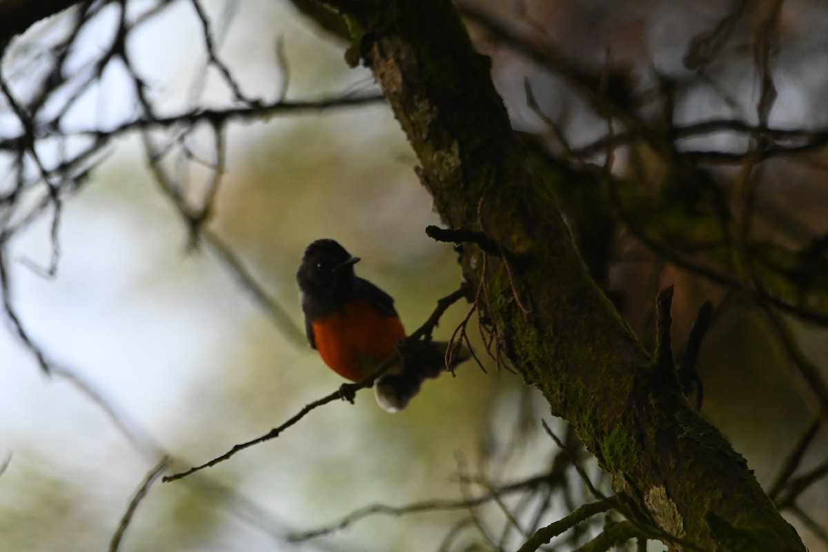 Slate-throated Redstart - ML622929831