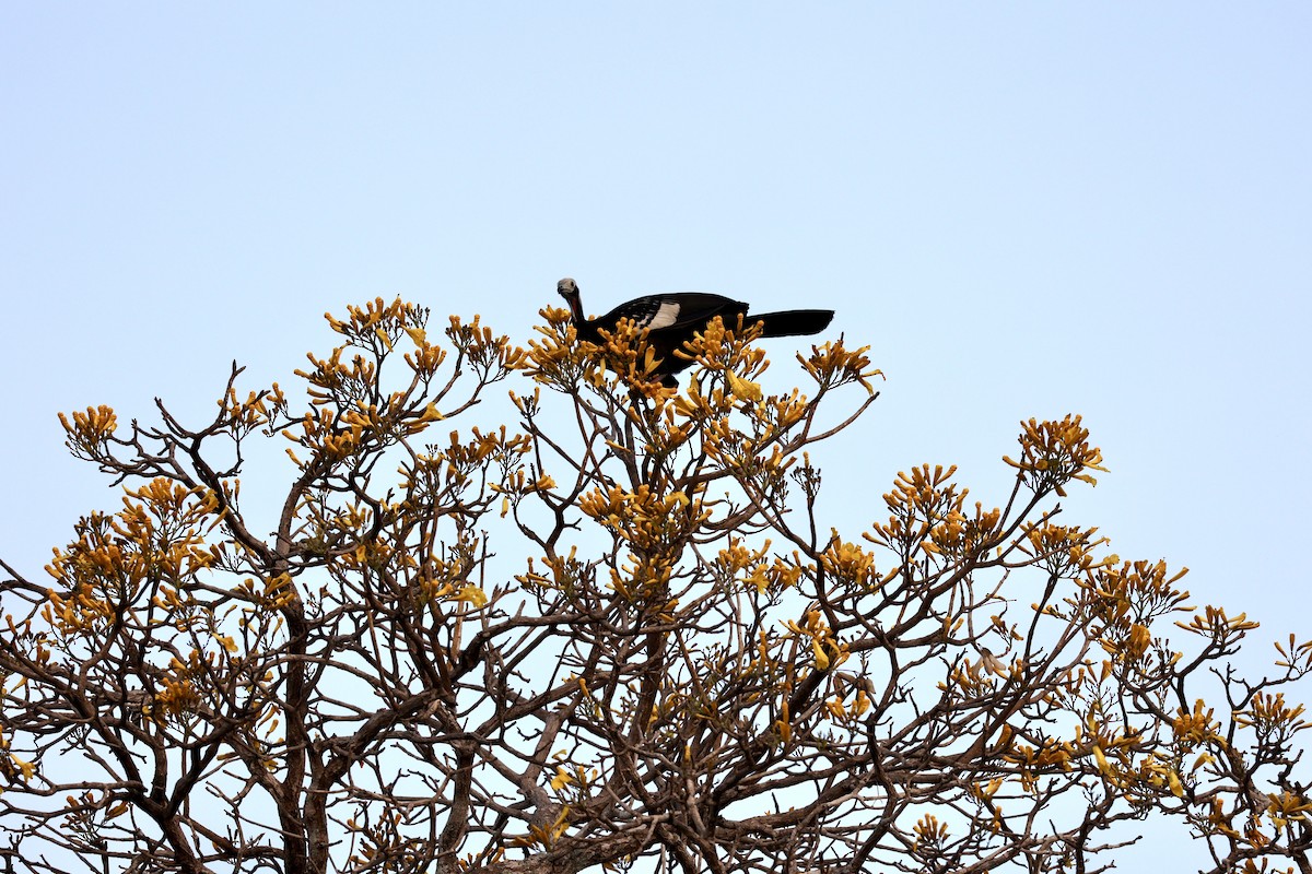 Red-throated Piping-Guan - Morgan Tingley