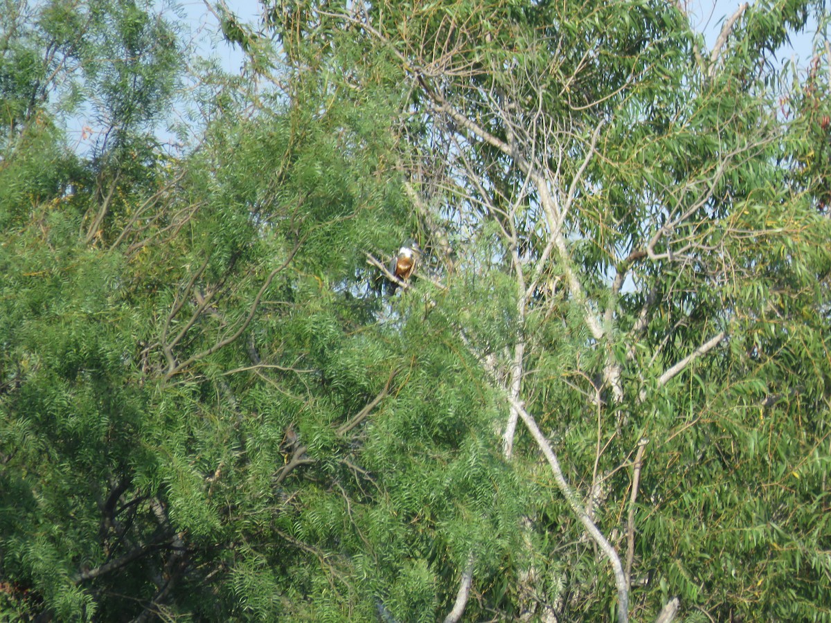 Ringed Kingfisher - ML622929906