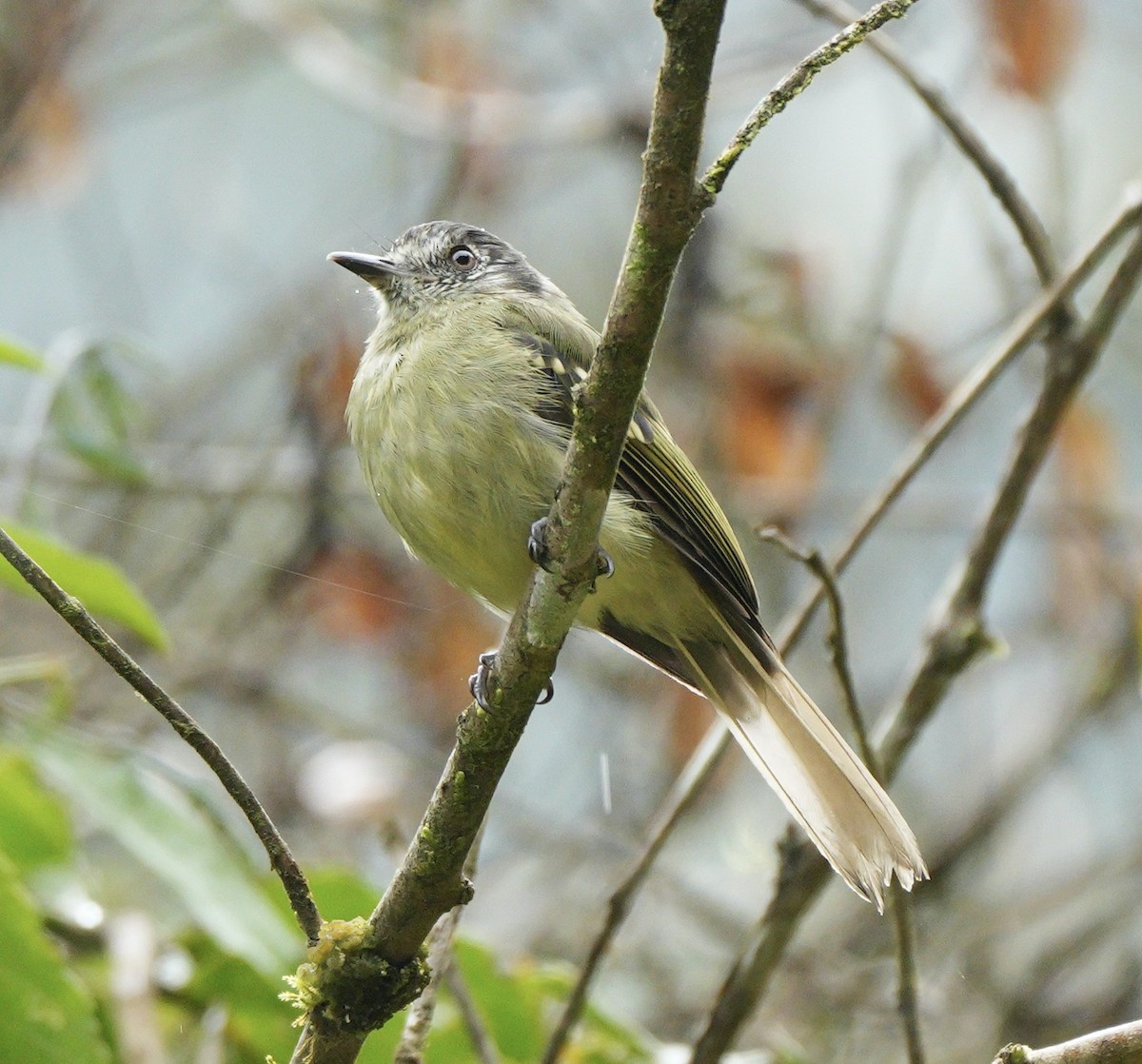 Slaty-capped Flycatcher - Taylor Abbott