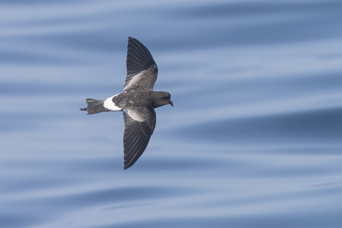 Wilson's Storm-Petrel - ML622929920