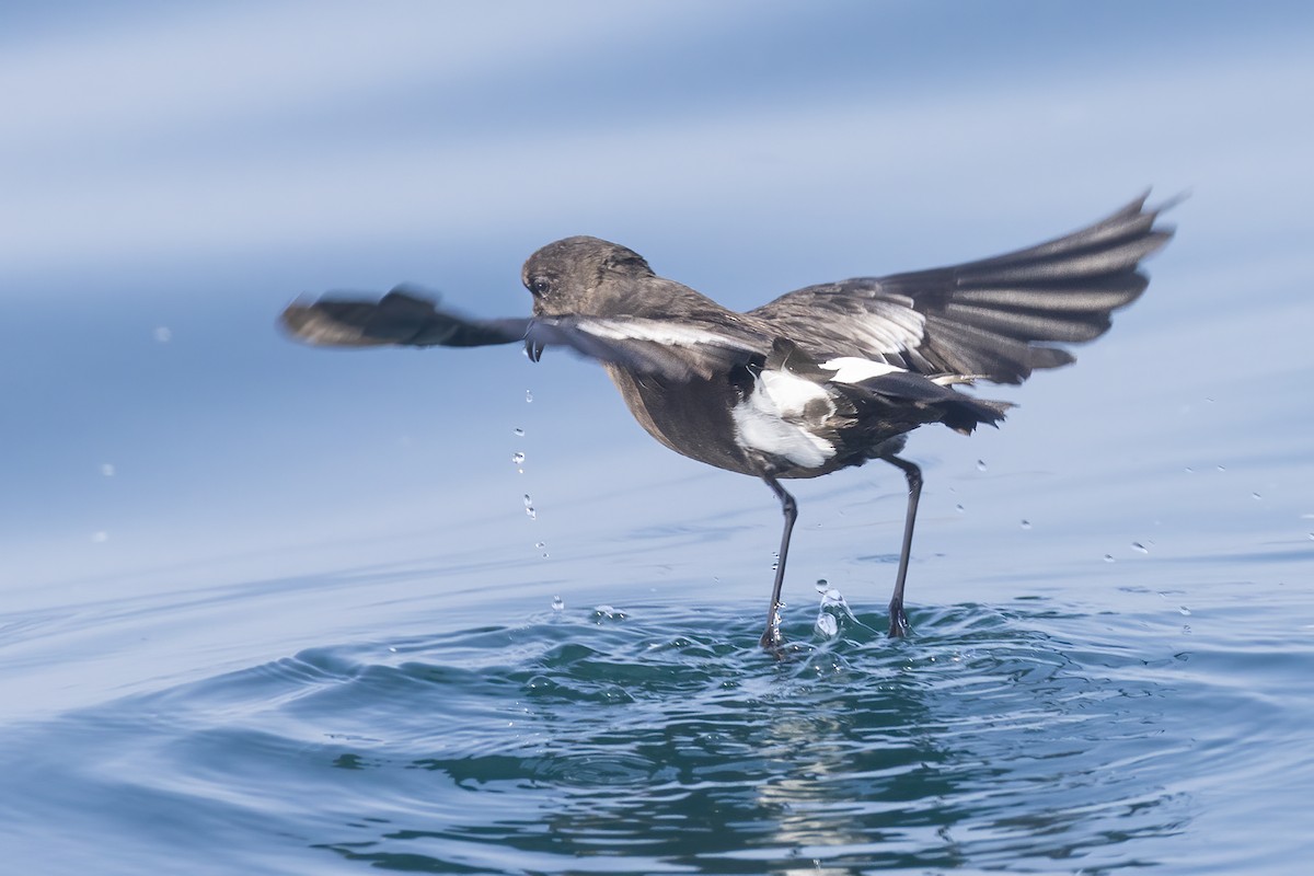 Wilson's Storm-Petrel - ML622929921