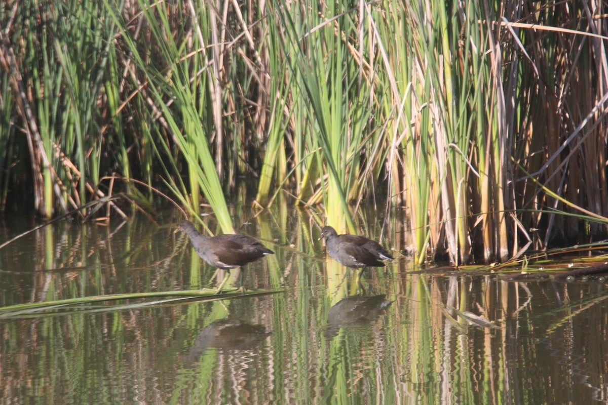 Common Gallinule - ML622929950