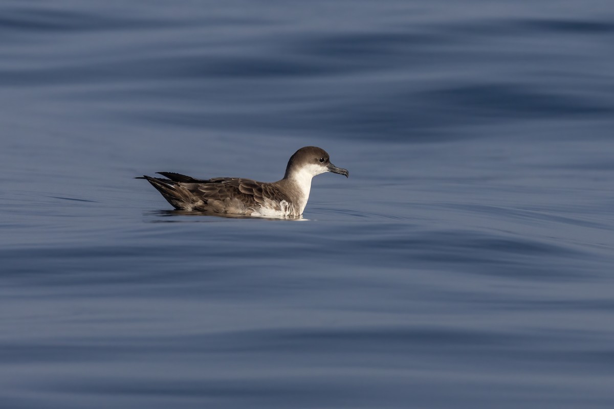 Great Shearwater - ML622929981