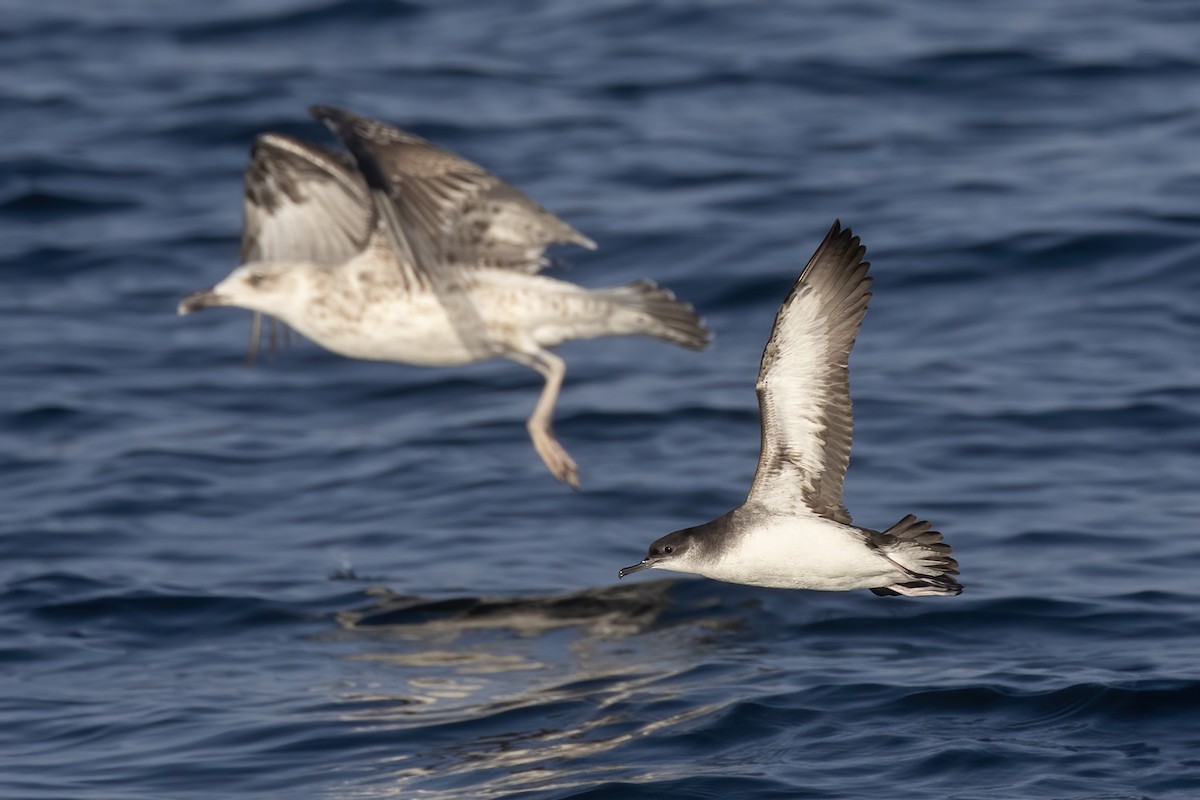 Manx Shearwater - ML622929985