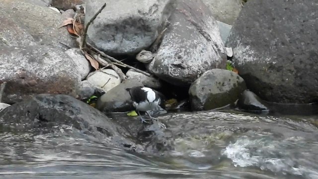 White-capped Dipper - ML622929990