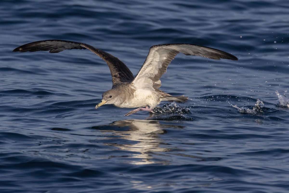 Scopoli's Shearwater - ML622929993