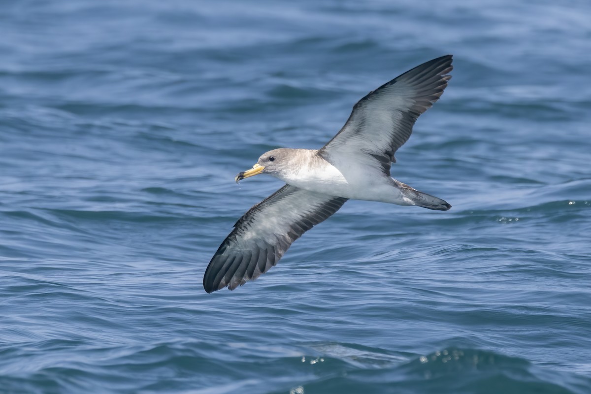 Cory's Shearwater - ML622929998
