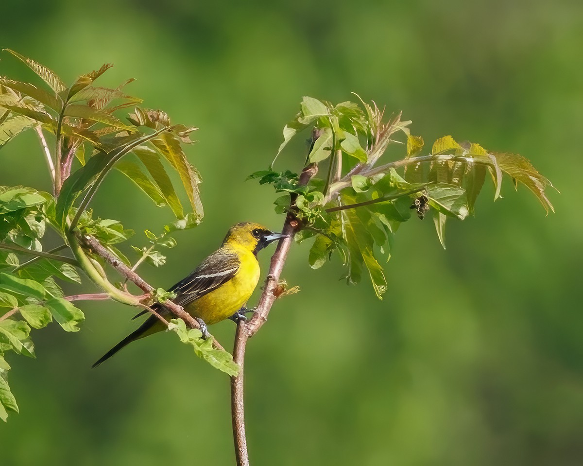 Orchard Oriole - ML622930004