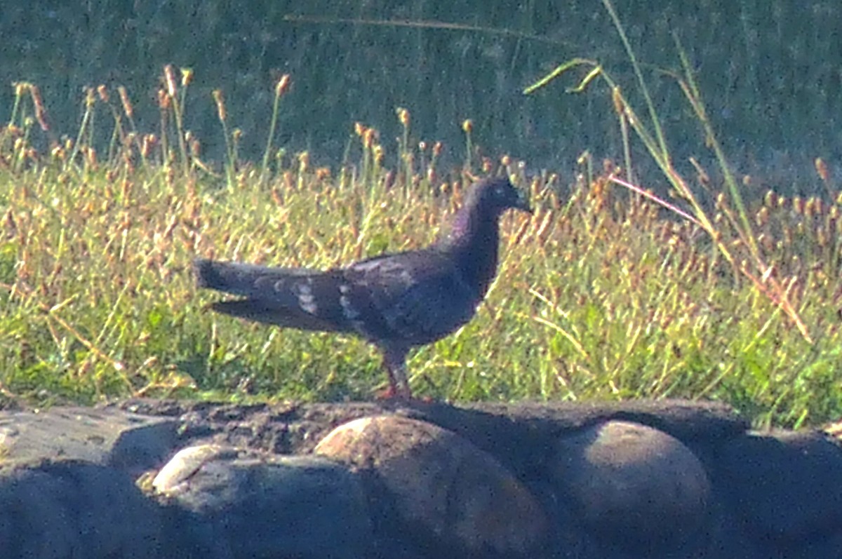 Rock Pigeon (Feral Pigeon) - ML622930101