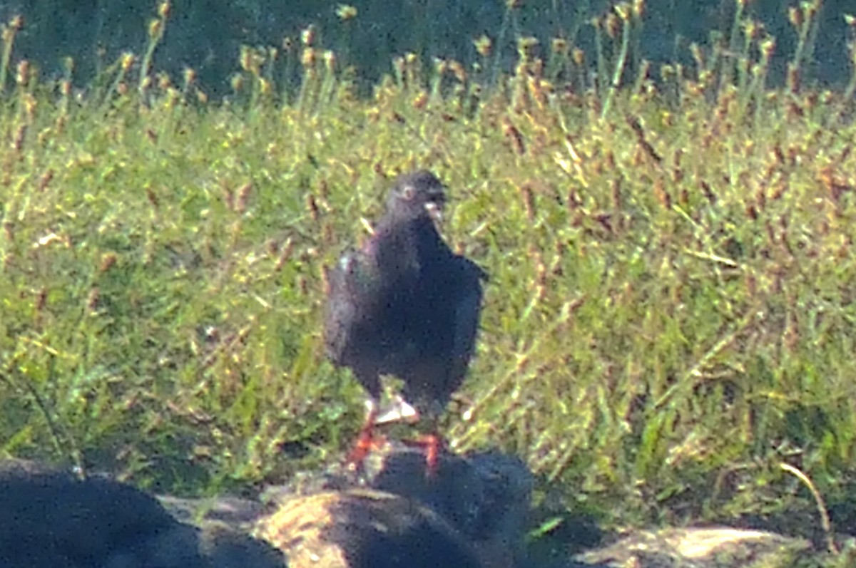 Rock Pigeon (Feral Pigeon) - ML622930102