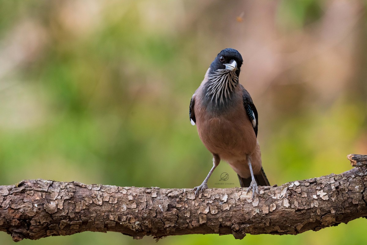 Black-headed Jay - ML622930149