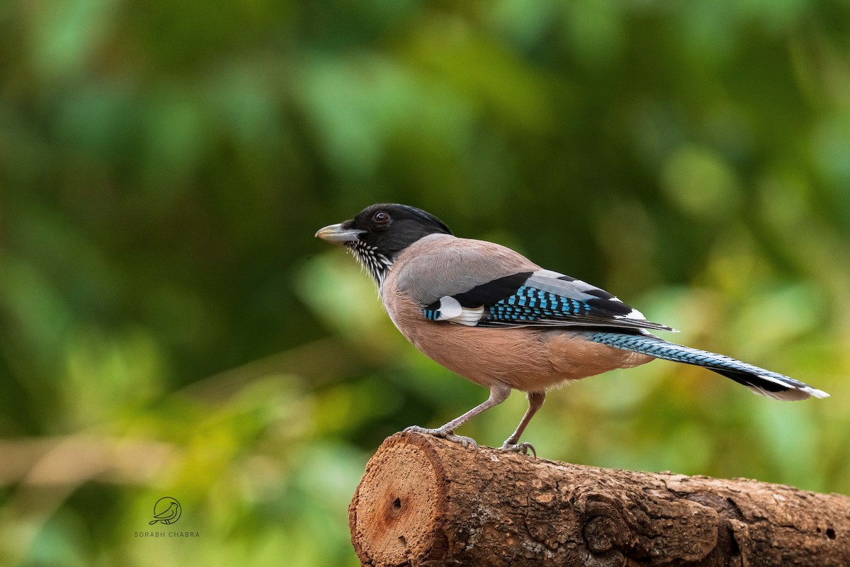 Black-headed Jay - ML622930151