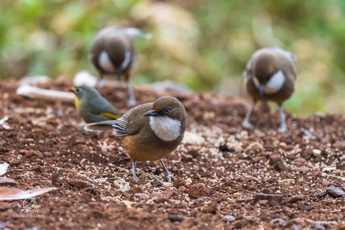 White-throated Laughingthrush - ML622930181