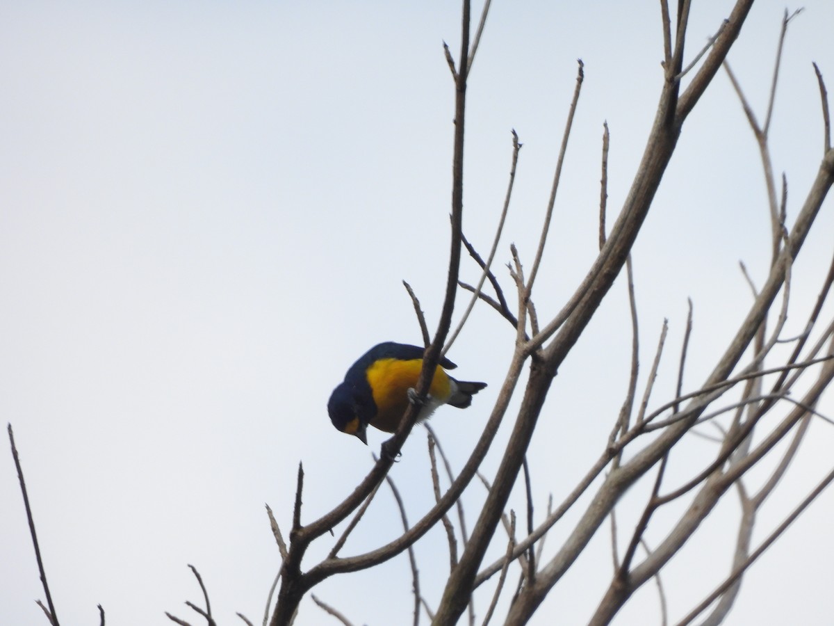 White-vented Euphonia - ML622930198