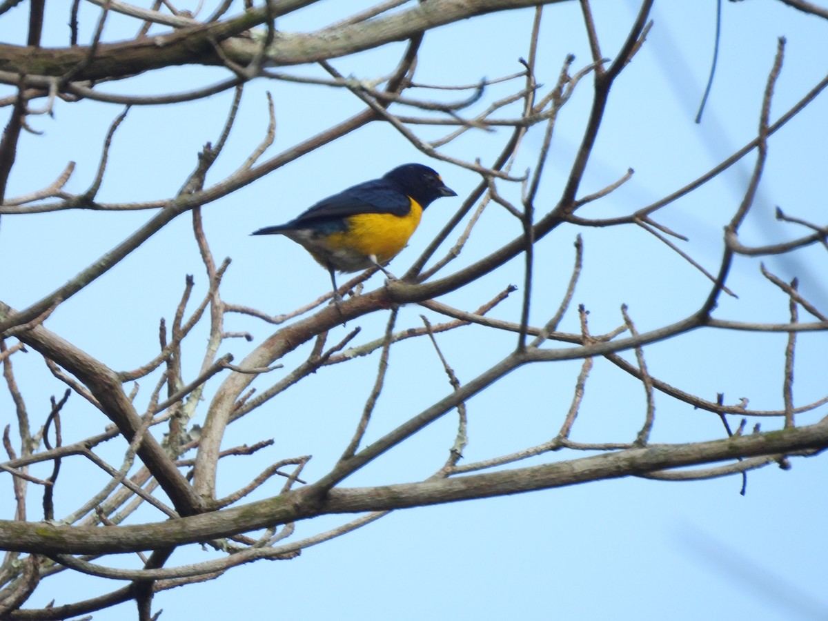 White-vented Euphonia - ML622930199