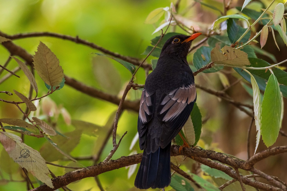 Gray-winged Blackbird - ML622930202