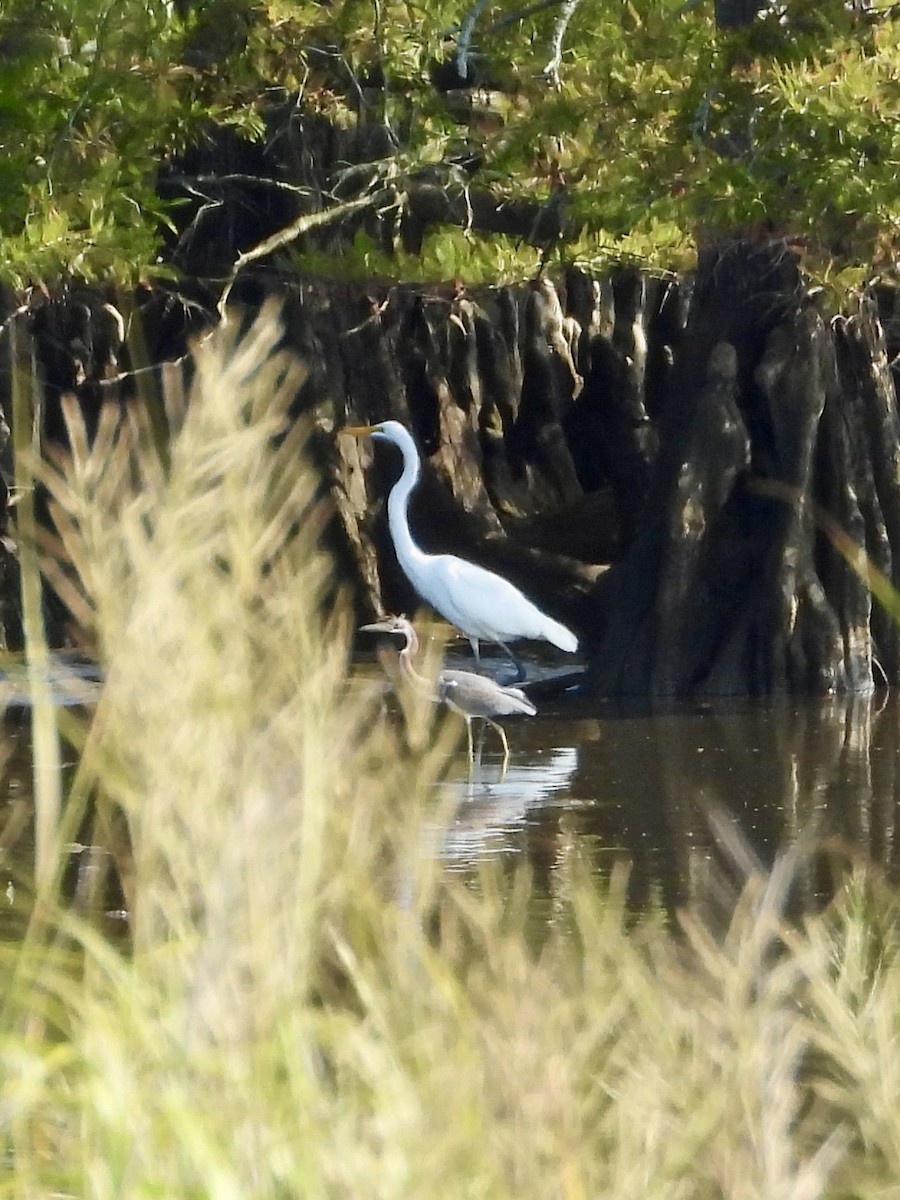 Tricolored Heron - ML622930249