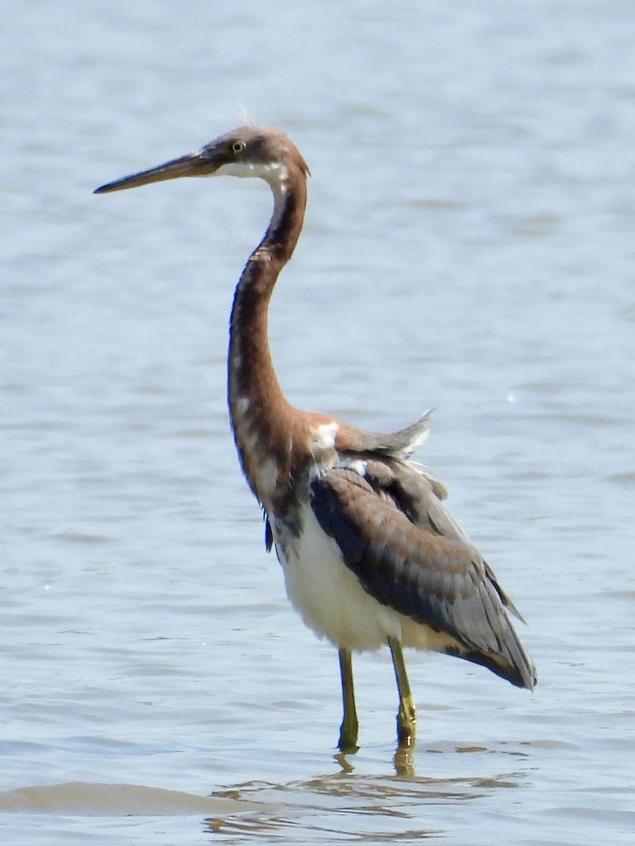 Tricolored Heron - ML622930250