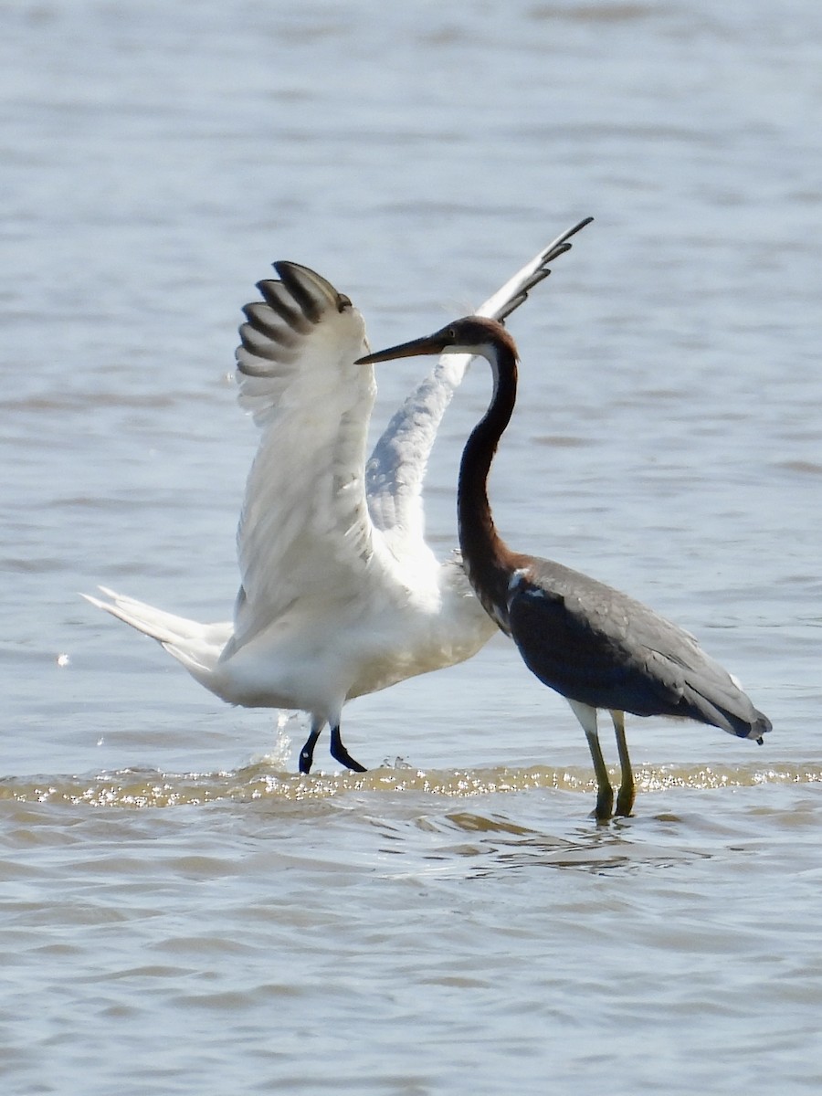 Tricolored Heron - ML622930251