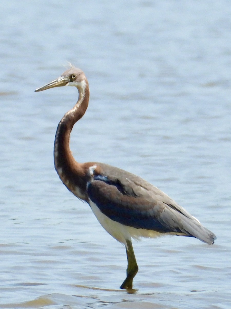 Tricolored Heron - ML622930252