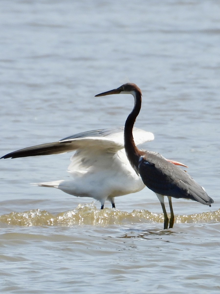 Tricolored Heron - ML622930253