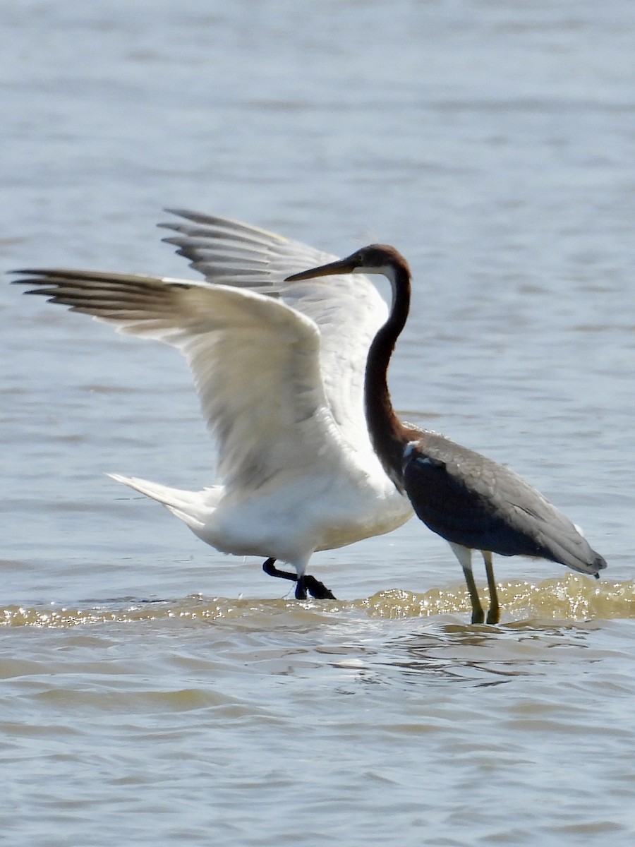 Tricolored Heron - ML622930254