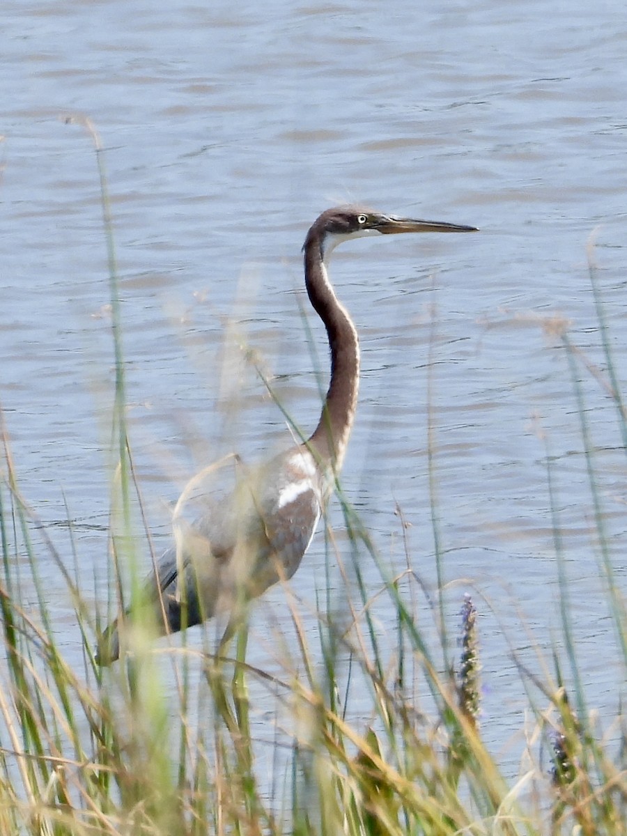 Tricolored Heron - ML622930255