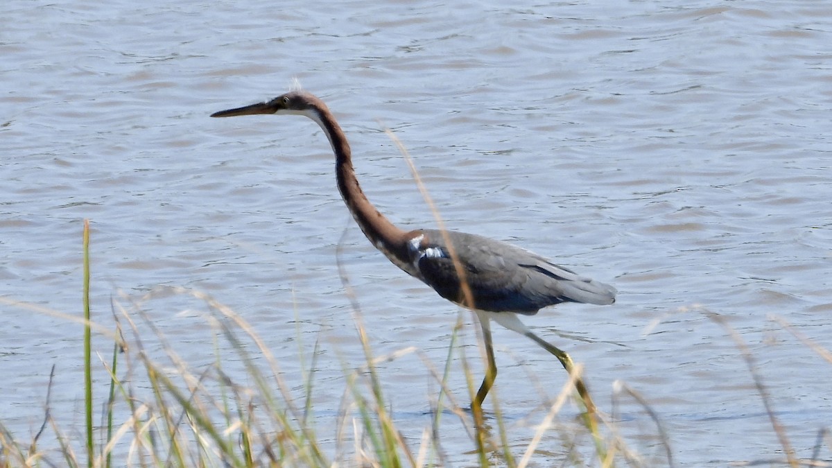 Tricolored Heron - ML622930257