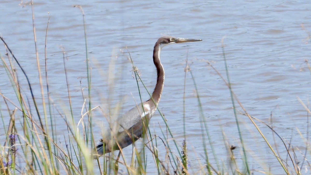 Tricolored Heron - ML622930258