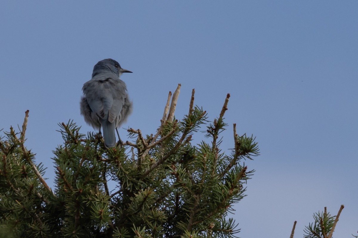 Geai des pinèdes - ML622930283