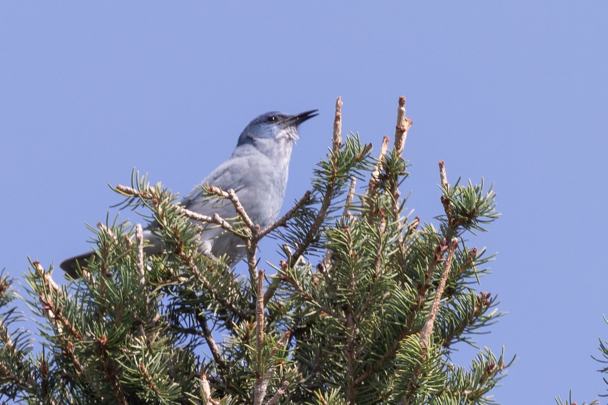 Geai des pinèdes - ML622930285