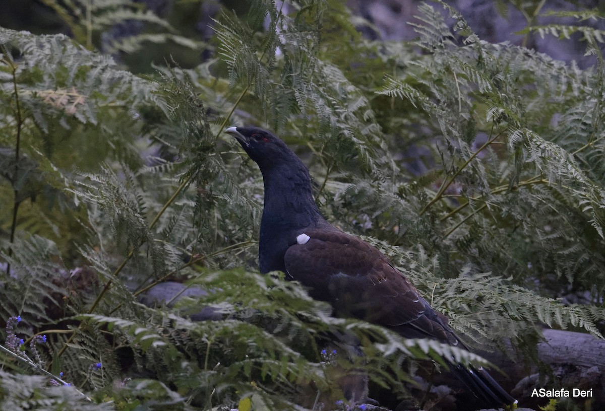 Western Capercaillie - ML622930298