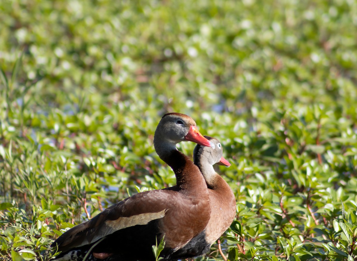 Black-bellied Whistling-Duck - Celyn Jones