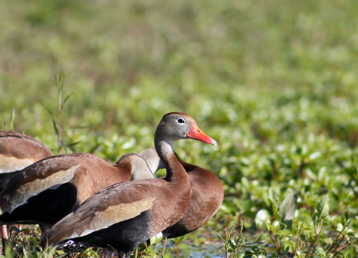 Black-bellied Whistling-Duck - Celyn Jones