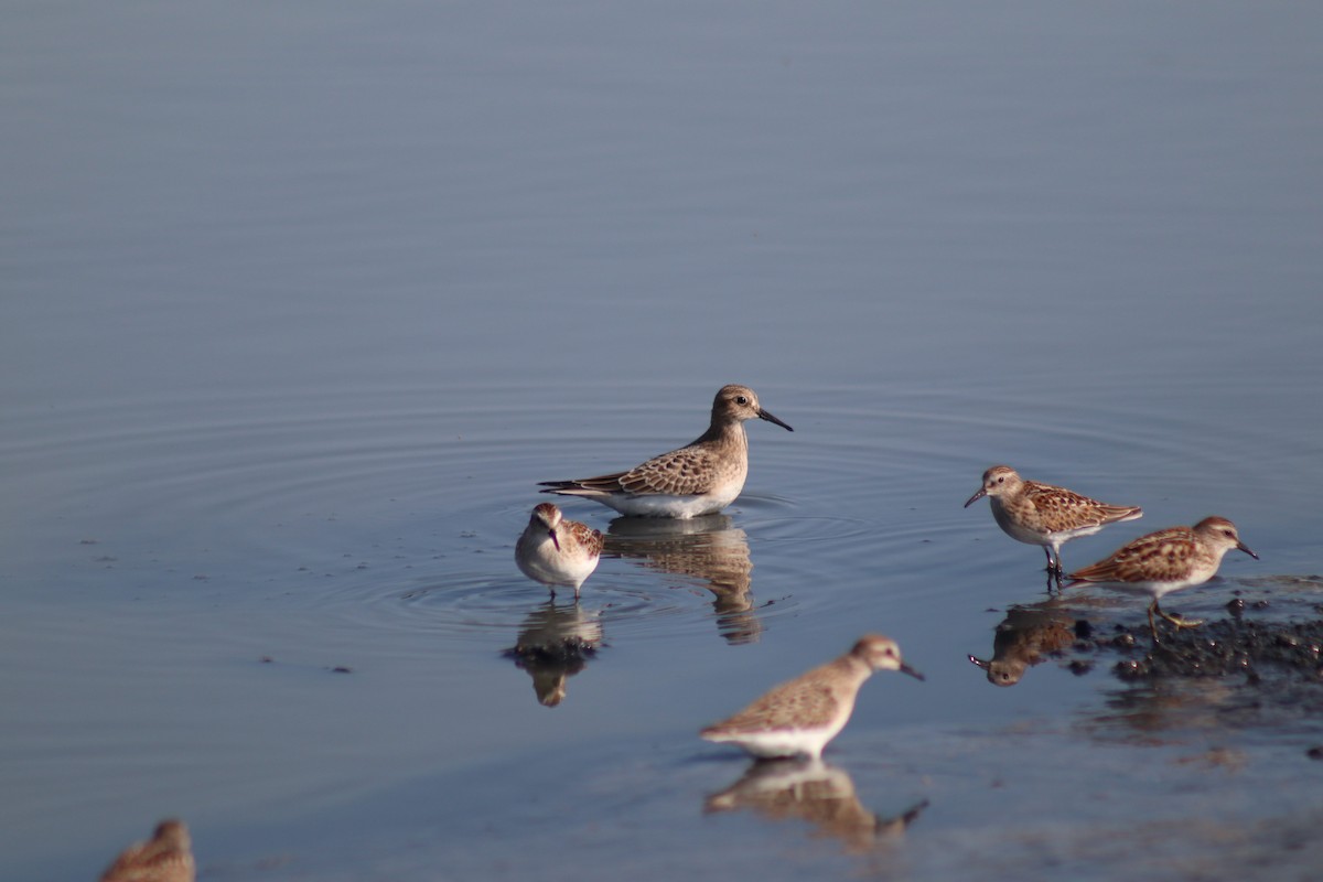 Baird's Sandpiper - Erick Masias