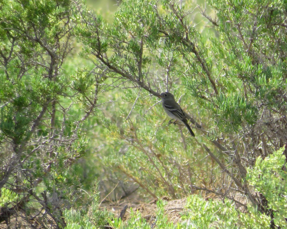 Least Flycatcher - ML622930327