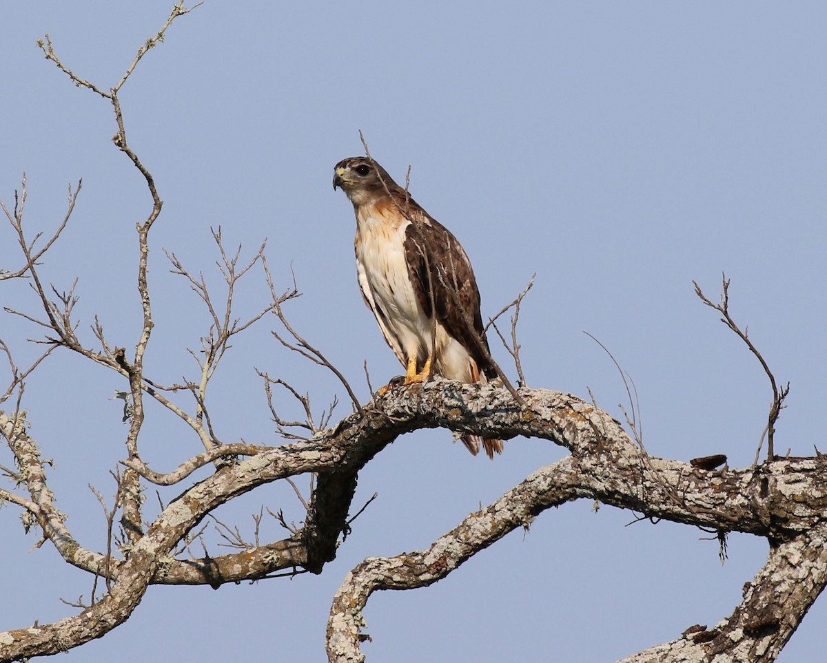 Red-tailed Hawk - ML622930329