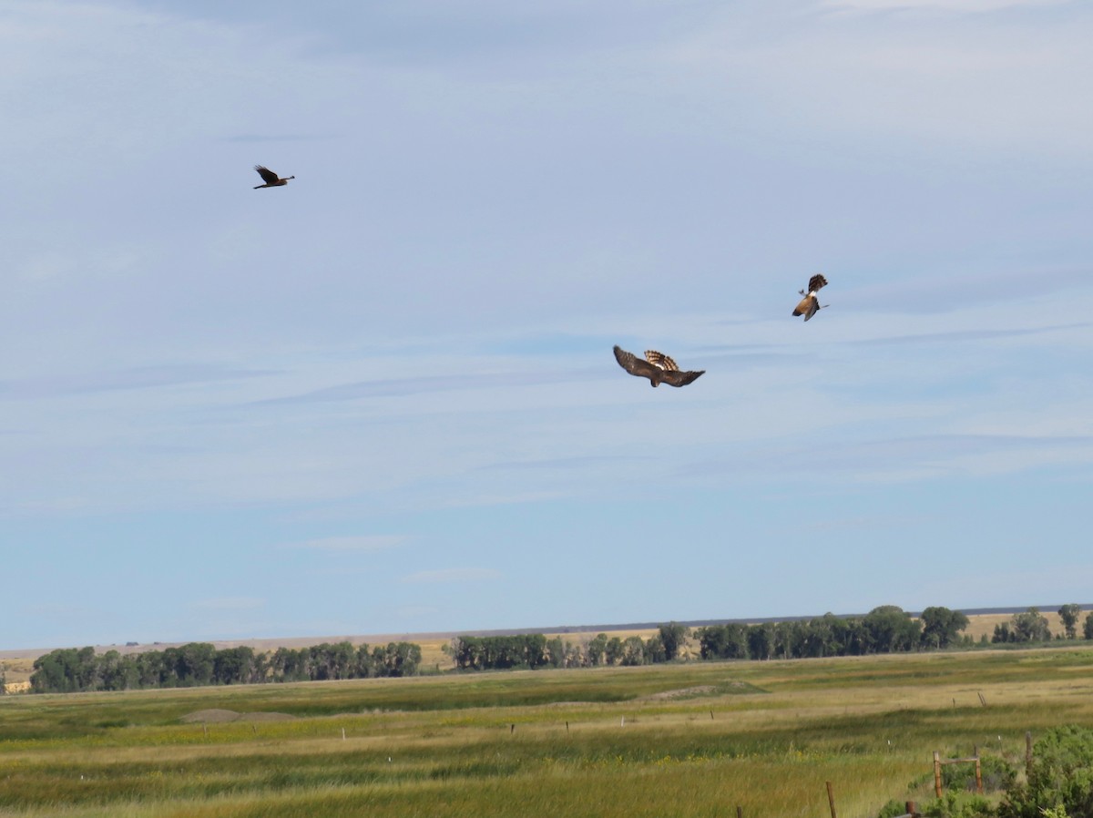 Northern Harrier - ML622930334