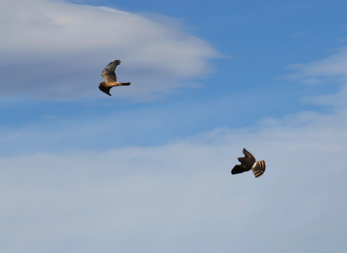 Northern Harrier - ML622930343