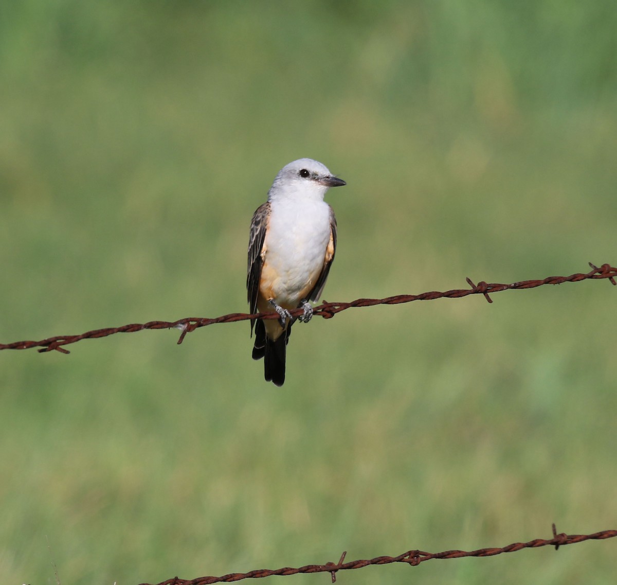 Scissor-tailed Flycatcher - ML622930353