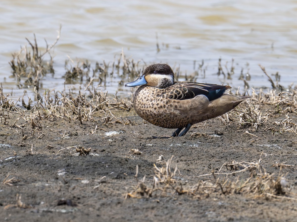 Blue-billed Teal - ML622930357