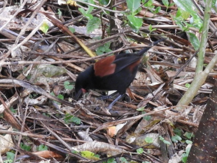 North Island Saddleback - ML622930363