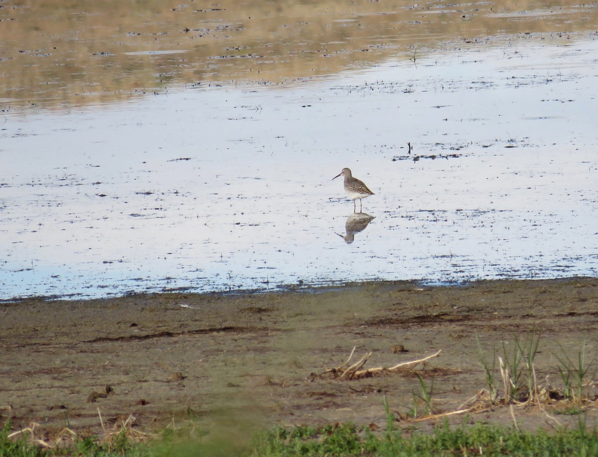 Stilt Sandpiper - ML622930378