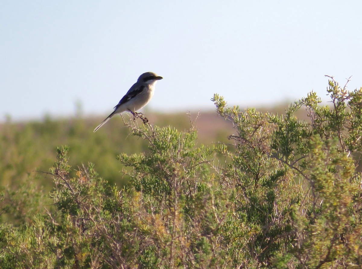 Loggerhead Shrike - ML622930380